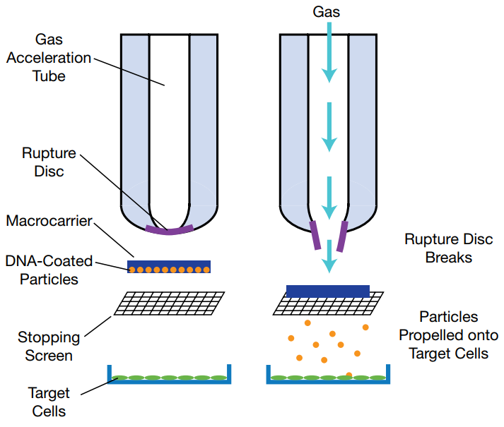 Gene gun or particle bombardment delivery device can deliver transgenes to cells.